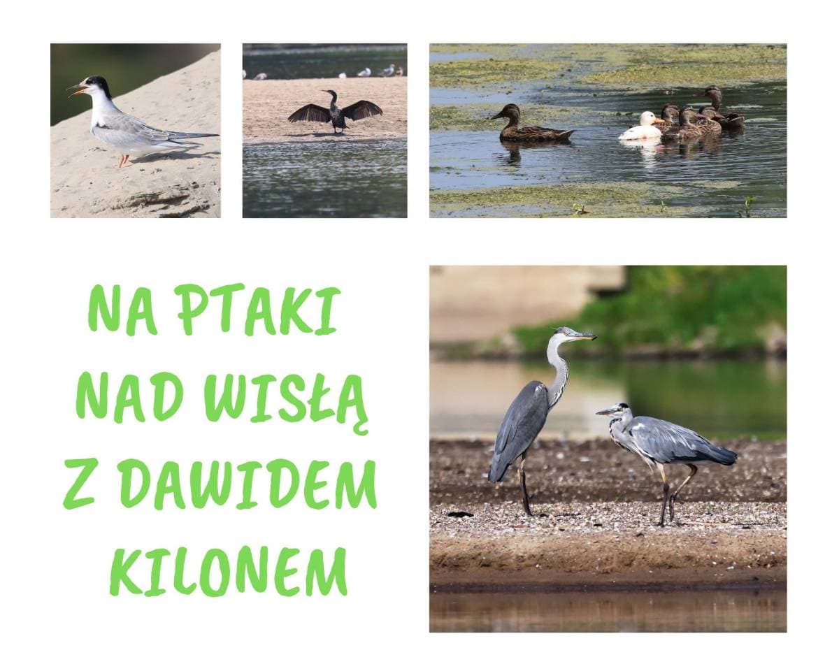 Spacer na ptaki nad Wisłą z Dawidem Kilonem