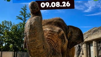 Dzień Słonia w Orientarium ZOO Łódź